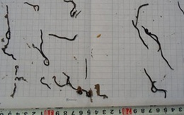 "Sinh vật lạ" ở Quảng Bình: Lần đầu tiên thấy tại Việt Nam