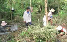 Bé sơ sinh bị kiến bu kín trong bụi cây