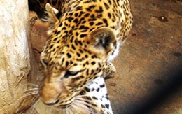 Ba con báo đột nhiên xuất hiện gần nhà dân