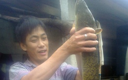 Bắt được cá chình "khổng lồ" ở Hà Tĩnh