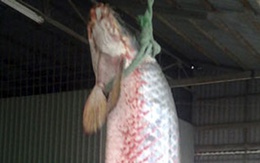 Bắt được cá rồng nặng gần 60kg