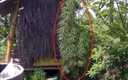 Trồng cần sa giữa lòng Sài Gòn để thỏa mãn cơn nghiện