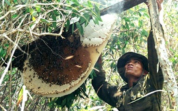 Phá tổ ong rừng, chồng chết, vợ nguy kịch