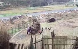 Gà trống 'chiến đấu' với người phụ nữ