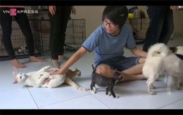 'Bệnh viện' của chó mèo hoang ở Sài Gòn