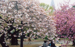 Mùa Xuân tuyệt đẹp ở Tokyo