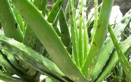 Cách lấy gel lô hội