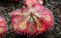 Cận cảnh cây Gọng vó Drosera bắt mồi