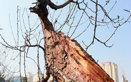Chiêm ngưỡng vườn đào cổ... "hoá rồng"