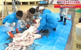 Mực ống khổng lồ ở Nhật