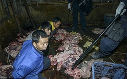 Kinh hãi tiêm nước ao bẩn vào thịt kiếm lời