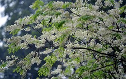 Ngỡ ngàng hoa sưa phủ trắng trời Hà Nội 
