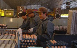 Việt Nam có thể mất “mỏ vàng” ở Hàn Quốc