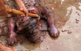Phim ngắn "Bẽ mặt vì cao hổ" gây ấn tượng