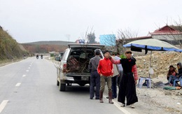 Đào rừng - thú chơi tàn phá thiên nhiên