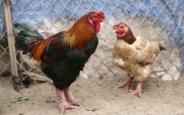 7 triệu đồng một con gà Đông Tảo ăn Tết