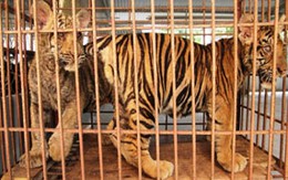 Phát hiện hổ được nuôi trong nhà dân