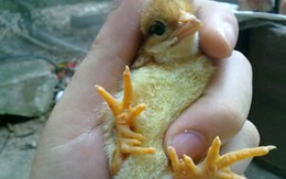 Ảnh hiếm về gà chín cựa mới nở