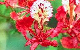 Khi sắc đỏ đi qua