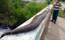 Xôn xao vụ giết chết rắn khổng lồ nuốt chửng trẻ em