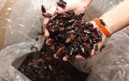 Kỳ lạ người đàn bà nuôi 100.000 con gián, chăm như con đẻ