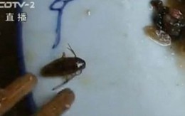 Nữ phục vụ bàn nuốt chửng cả con gián trong đồ ăn của khách