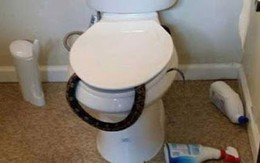 Rùng mình phát hiện rắn độc chui trong bồn cầu