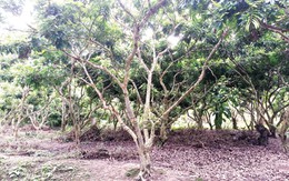 Bi hài chuyện đôi bạn nông dân ở An Giang đào vườn tìm kho báu
