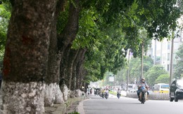 Người Hà Nội nghẹn ngào tiếc nuối hàng chục cây cổ thụ sắp bị chặt bỏ