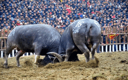 Hàng vạn người chen chúc nhau đi xem chọi trâu Hải Lựu 