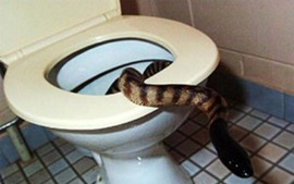 Clip kinh hoàng rắn khủng chui lên từ nhà vệ sinh: Rắn chui vào nhà tắm của bạn như thế nào?