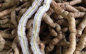 Ba kích bổ nhưng không phải ai cũng dùng được