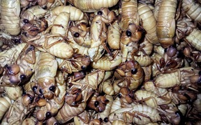 Đắt gấp đôi thịt bò, ve sầu non được 