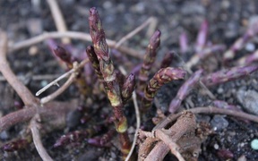 Mỗi năm chỉ nở 1 lần, chồi của loài hoa nhìn như cỏ dại này đến nhà giàu cũng phải xếp hàng săn đón Mỗi năm chỉ nở 1 lần, chồi của loài hoa nhìn như cỏ dại này đến nhà giàu cũng phải xếp hàng săn đón