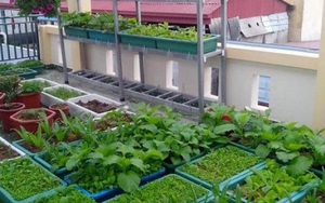 Theo hướng dẫn này, hóa ra việc trồng rau trong thùng xốp lại cực đơn giản