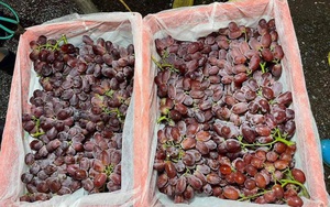 Sự thật về loại nho không hạt, siêu ngọt, siêu giòn và chỉ hơn 30.000 đồng/kg đang gây sốt tại Việt Nam