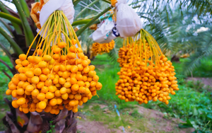 "Săn lùng" chà là tươi – thứ quả vàng của vùng Địa Trung Hải đang gây sốt những ngày qua