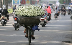 Cúc họa mi tinh khôi giữa lòng phố phường Hà Nội