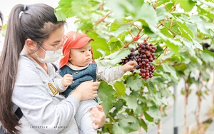 Cực hot: Hà Nội xuất hiện vườn nho 1.000 gốc siêu đẹp, nhiều gia đình bắt đầu tìm tới vì được ăn lại còn mua được nho tự hái mang về