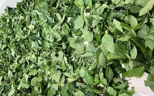 Loại cây mọc đầy vườn nhà: Trước nhổ cho không, nay giá gần triệu đồng/kg