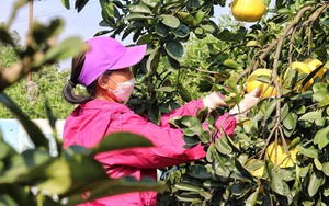 Bưởi Diễn rụng đầy vườn, người trồng không có cách nào cứu vãn