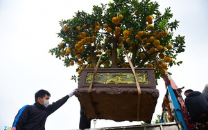 Bưởi cảnh 300 quả được chào bán với giá 60 triệu đồng