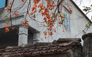 Cây hồng trăm tuổi nổi tiếng ở Ninh Bình "nuôi" được cả thôn nhờ những dịch vụ tưởng chỉ có ở Hàn Quốc, Nhật Bản
