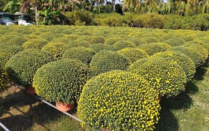 Chậu cúc vạn bông từ Đồng Tháp ra Hà Nội: Giá quá rẻ, ồ ạt mua chơi Tết