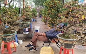 Cảnh hiếm có ở chợ hoa xuân lớn nhất Hà Nội ngày cận Tết