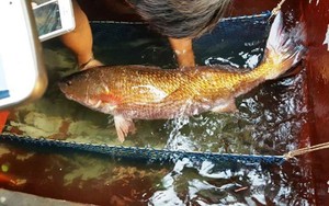 Loài cá có ở Việt Nam được cả thế giới săn đón, trong bụng chứa một thứ quý như vàng