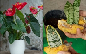 5 loại cây hút bụi mịn được ví như máy lọc không khí, nên chọn 1 cây đặt trong nhà