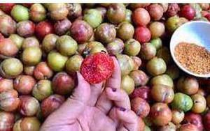 9 mẹo hay để quả mận rất ngon không thành thuốc độc mà rất ít người biết