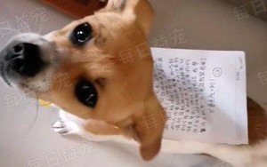 Chó cưng đi lạc nhiều ngày trở về với 1 tờ giấy trên lưng, chủ vừa đọc vừa 'tăng xông'