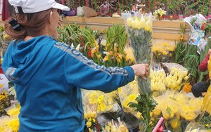 Hoa cúc đắt hàng, giá tăng trước Tết Nguyên đán